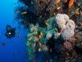 underwater photography coral reef scuba diver