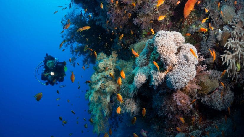 underwater photography coral reef scuba diver