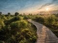 wooden path trees sunset