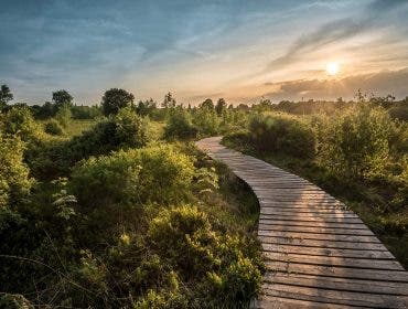 wooden path trees sunset