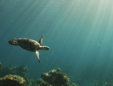 natural light beaming over a coral reef
