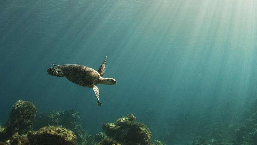natural light beaming over a coral reef