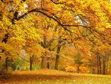 autumn leaves