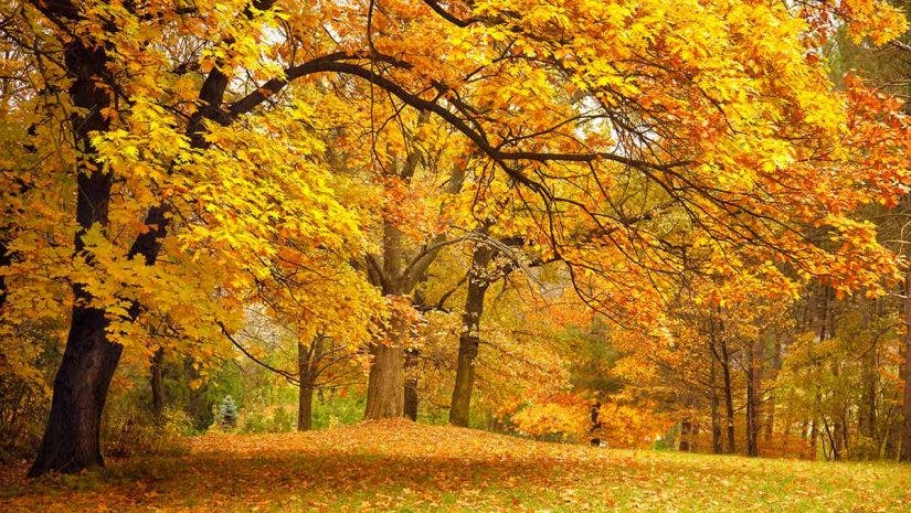 autumn leaves