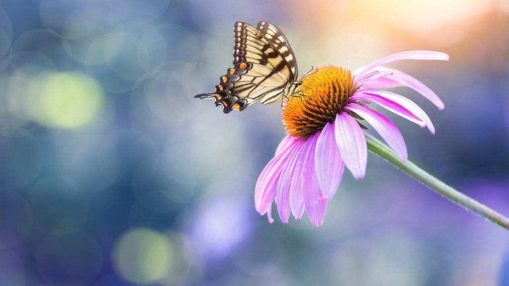 butterfly-flower-macro-lens_large-1-1024x576.jpg