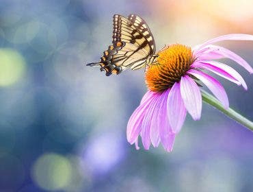 butterfly, macro lens, nature, macro photography