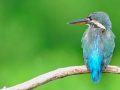 kingfisher bird