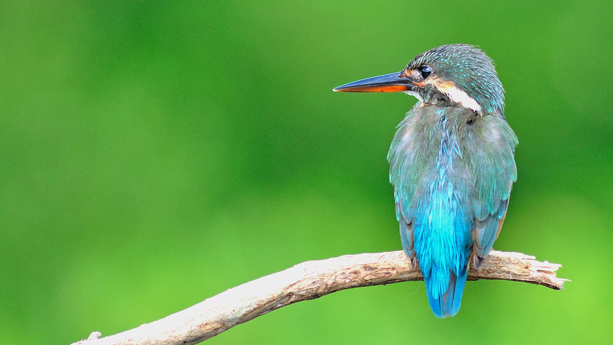 kingfisher bird
