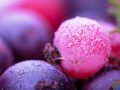 macro frozen berries