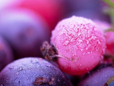 macro frozen berries