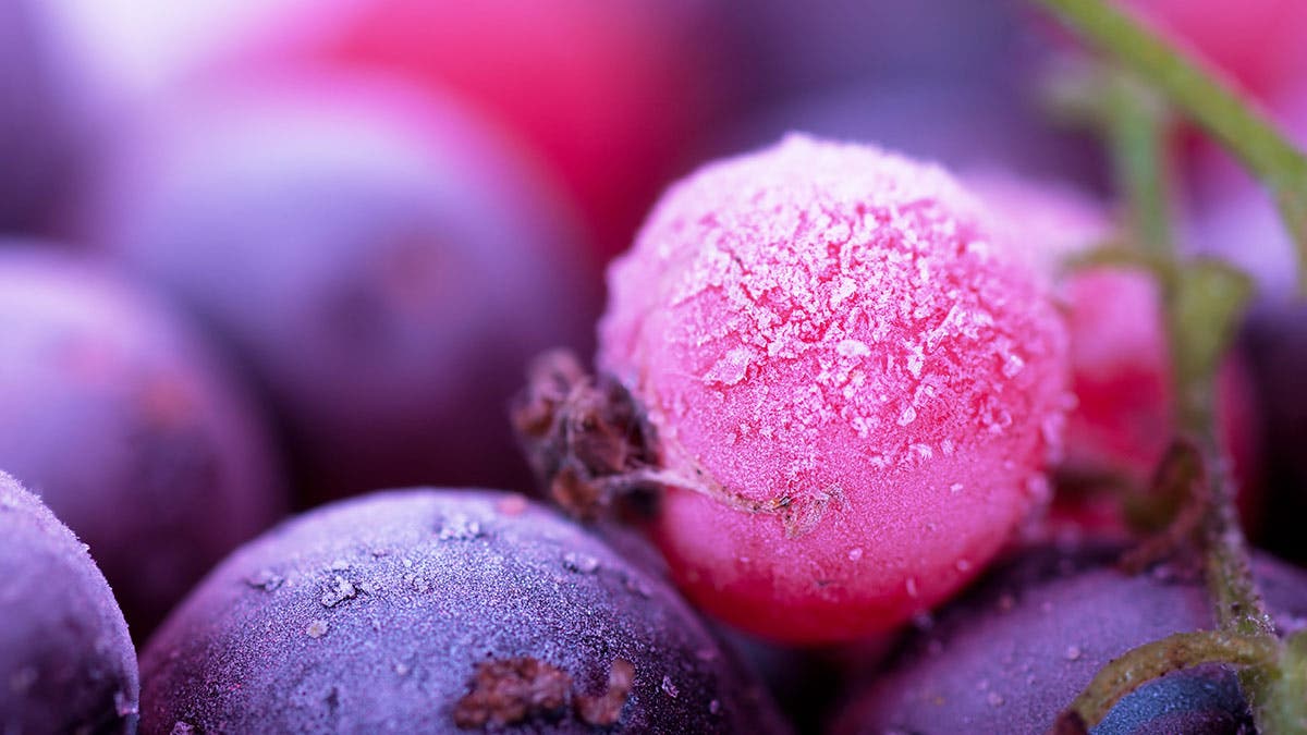macro frozen berries