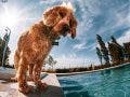 fisheye lens dog by pool