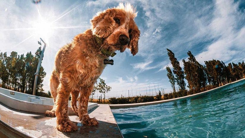fisheye lens dog by pool
