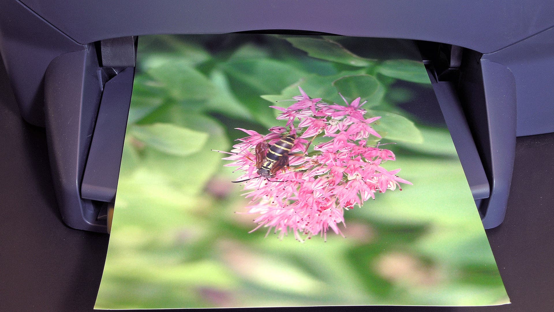 Photo Printer Buyer’s Guide