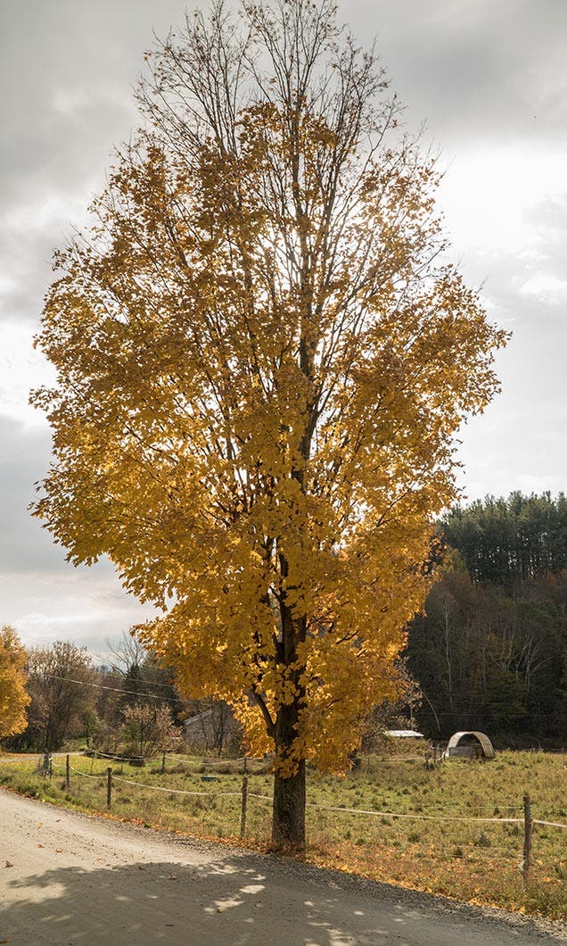 Centered tree in autumn - 42West, Adorama