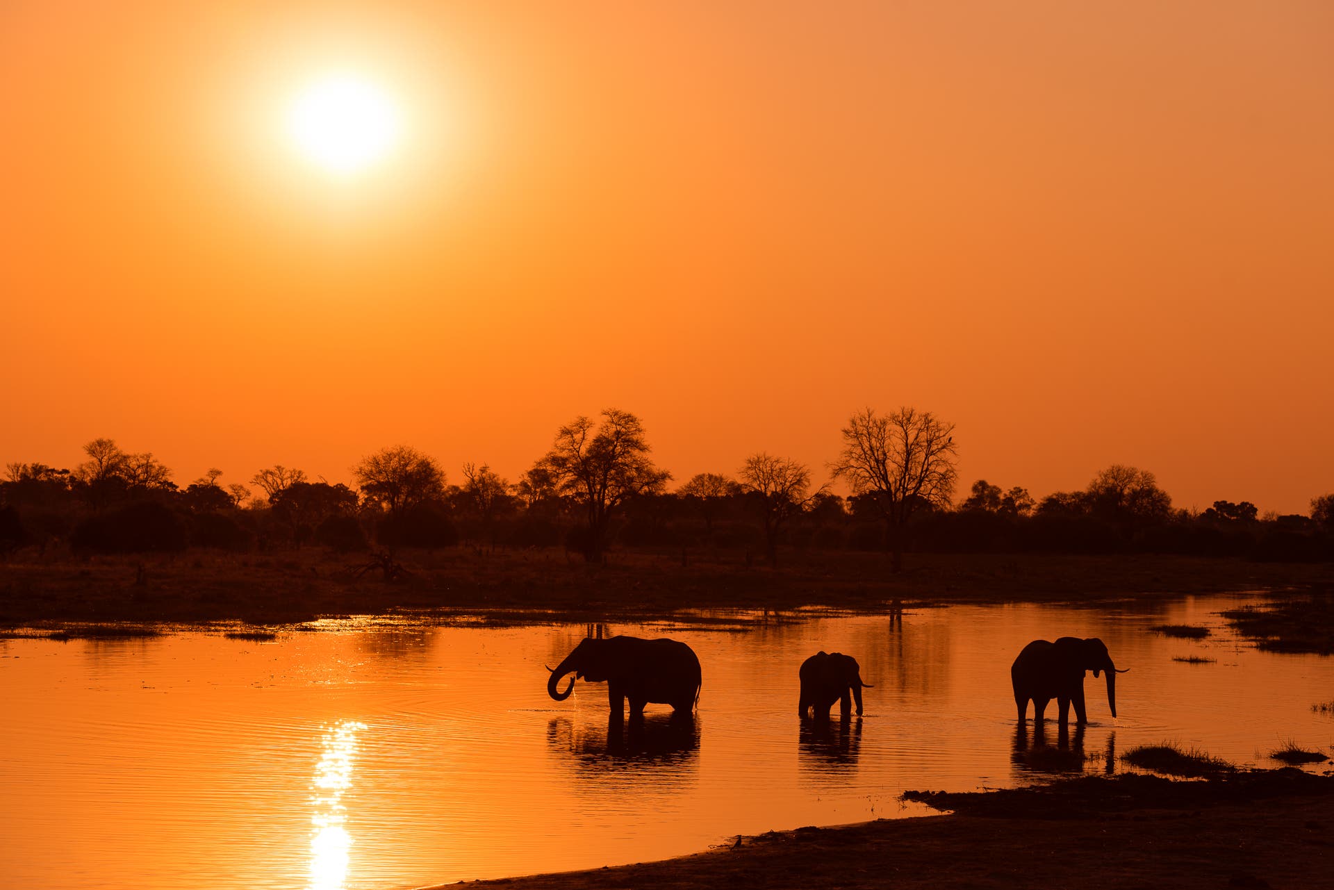 Elephants at sunset, Khwai, Botswana, Africa
