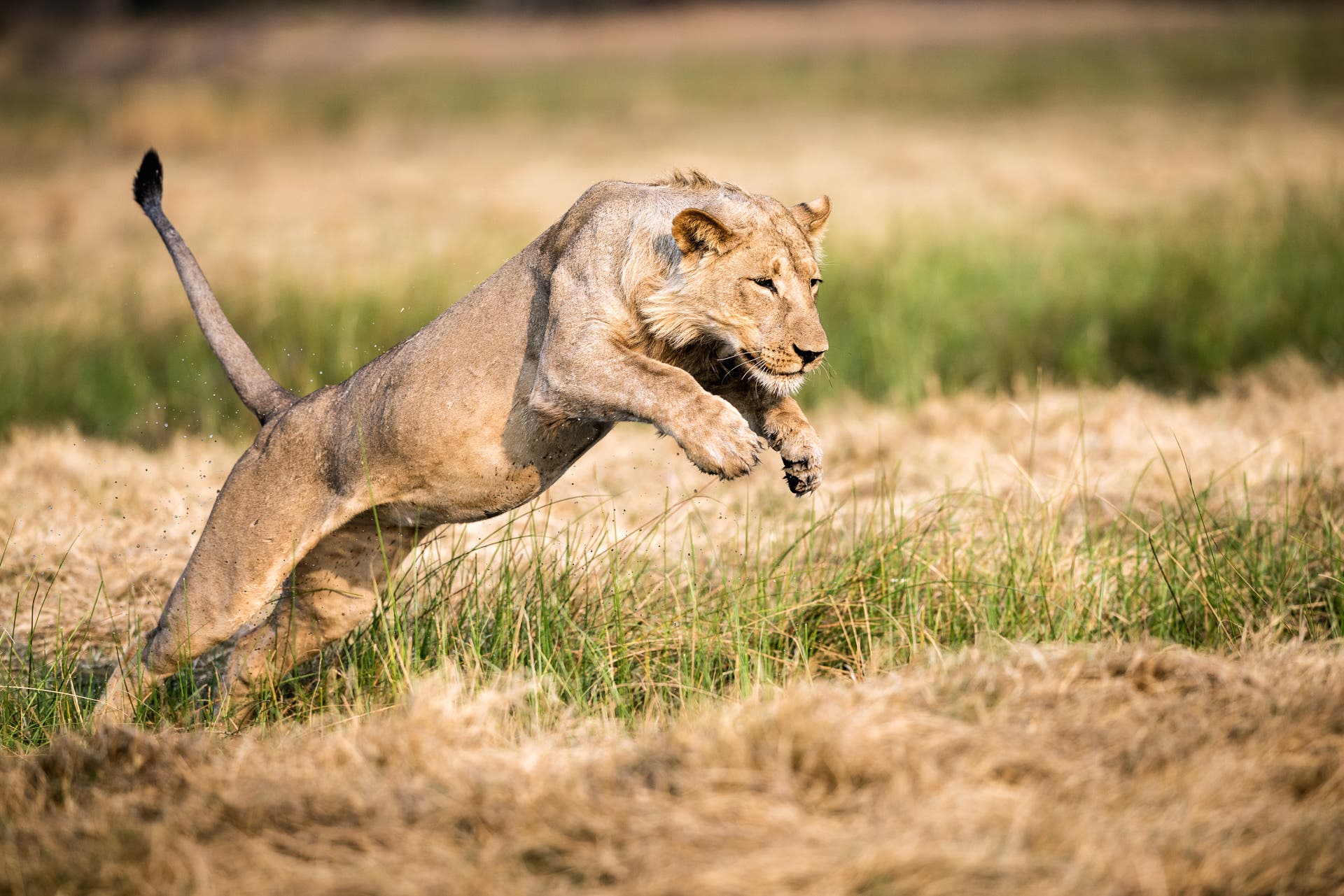 lion leaps over water, Savute, Botswana, africa