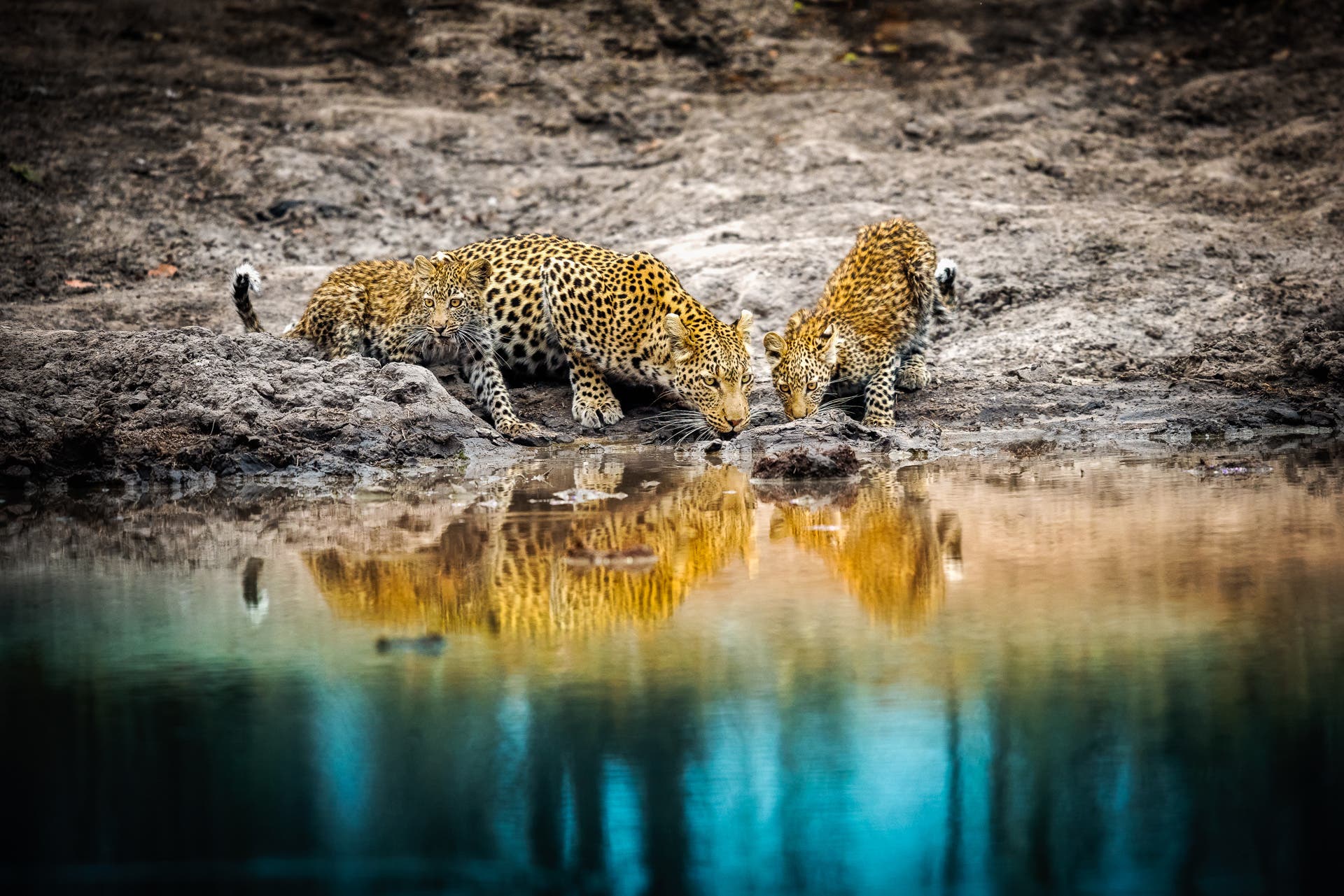 leopard and cubs drink at water hole