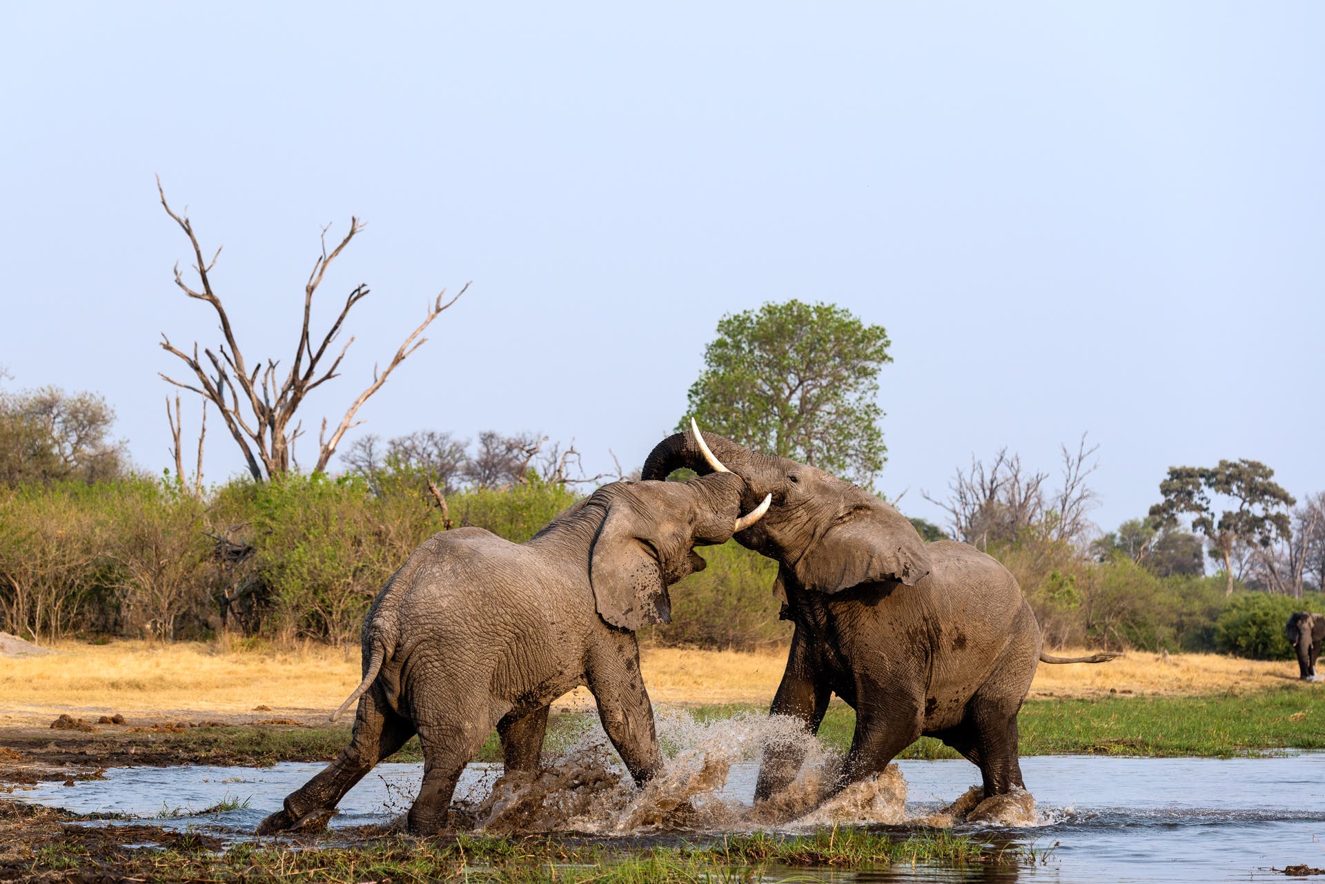 Young elephants play fighting in the river, Khwai, Botswana, Africa