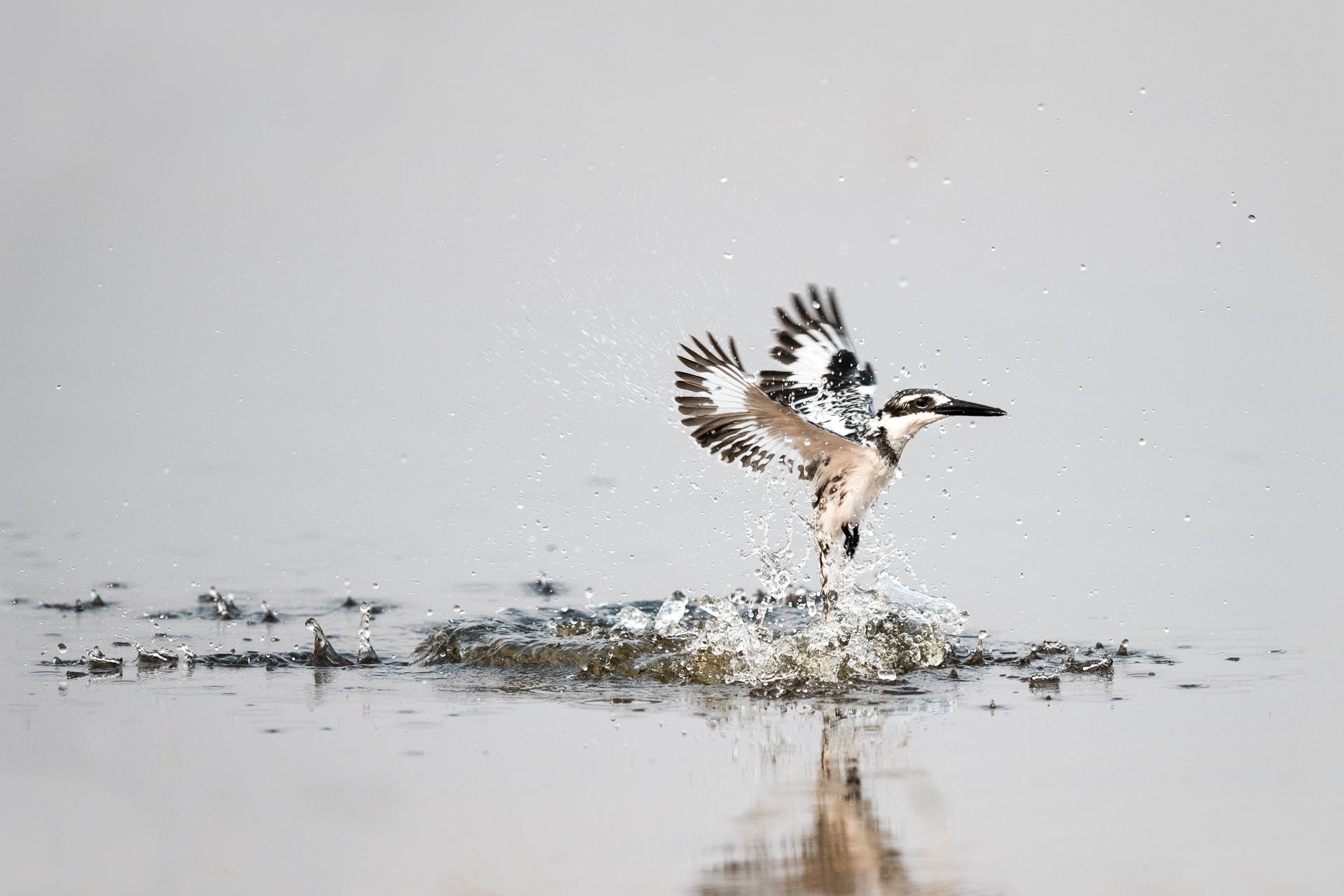 Pied kingfisher fluttering above water, Botswana, Africa