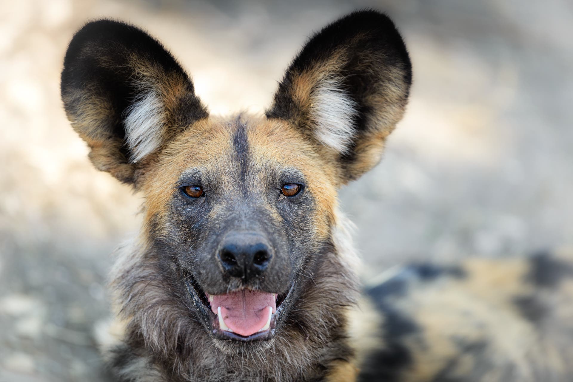 Zoomed in portrait of African wild dog, Botswana