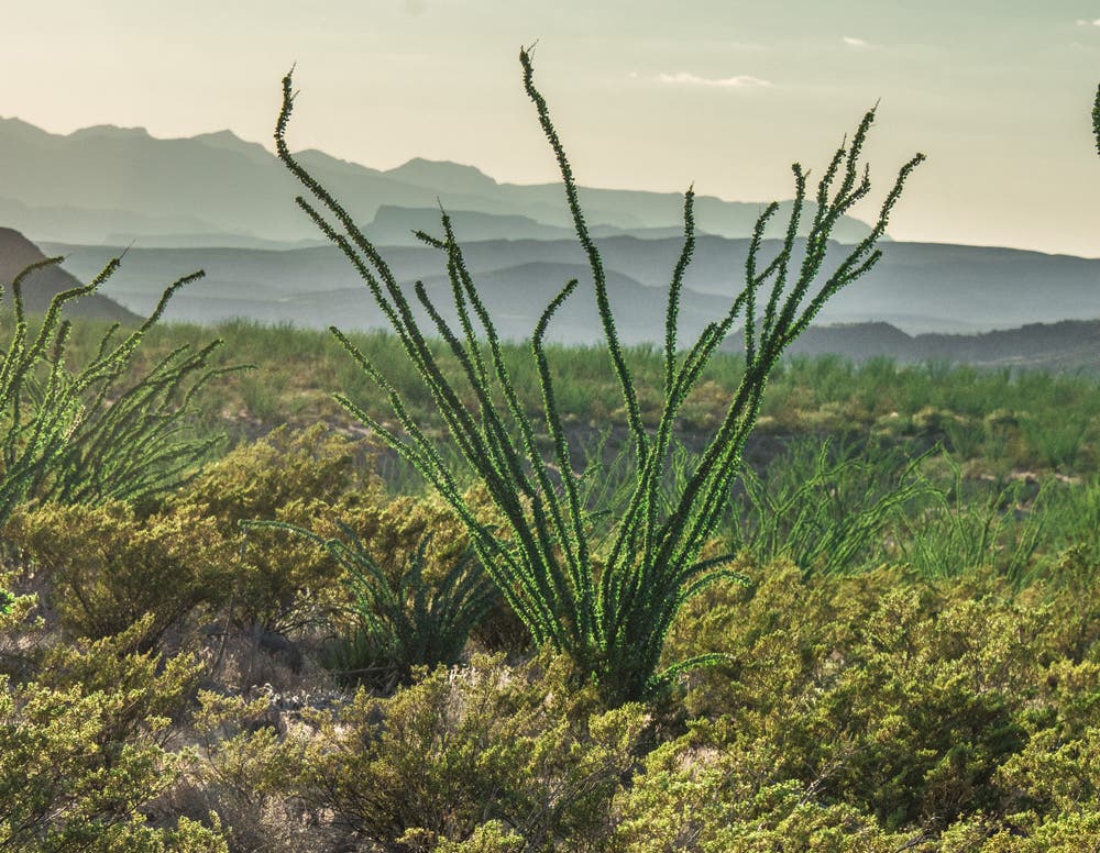 I was intrigued by the soft light on these hills in Big Bend National Park. I took some shots of the hills but then decided to include in the foreground an ocotillo plant typical of this region to create a better sense of place.