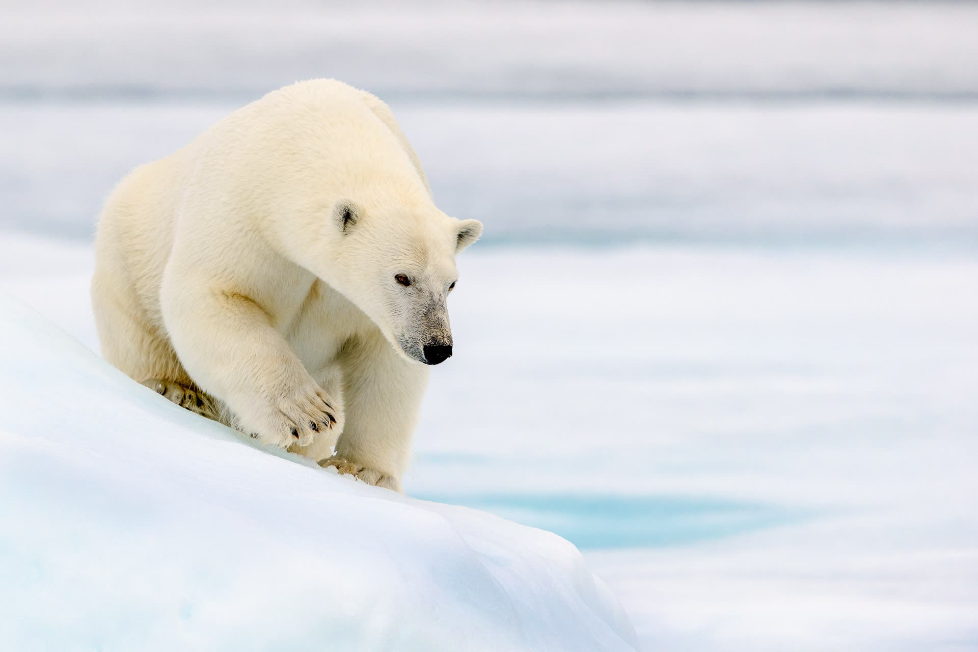 polar bear on the arctic ice, Spitsbergen