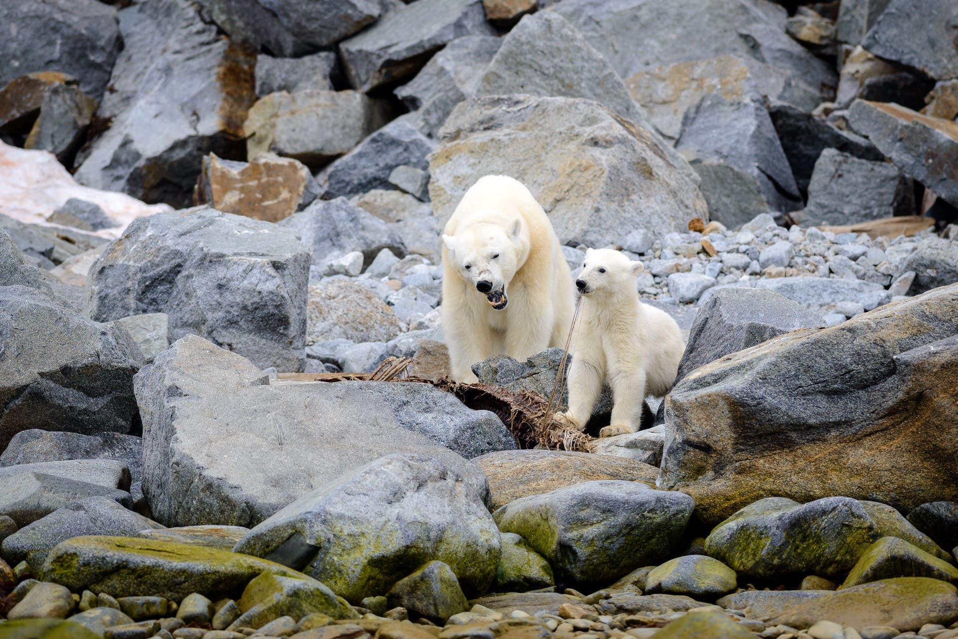 A mother and cub polar bear feeding on the carcass of a large dolphin. Spitsbergen, arctic