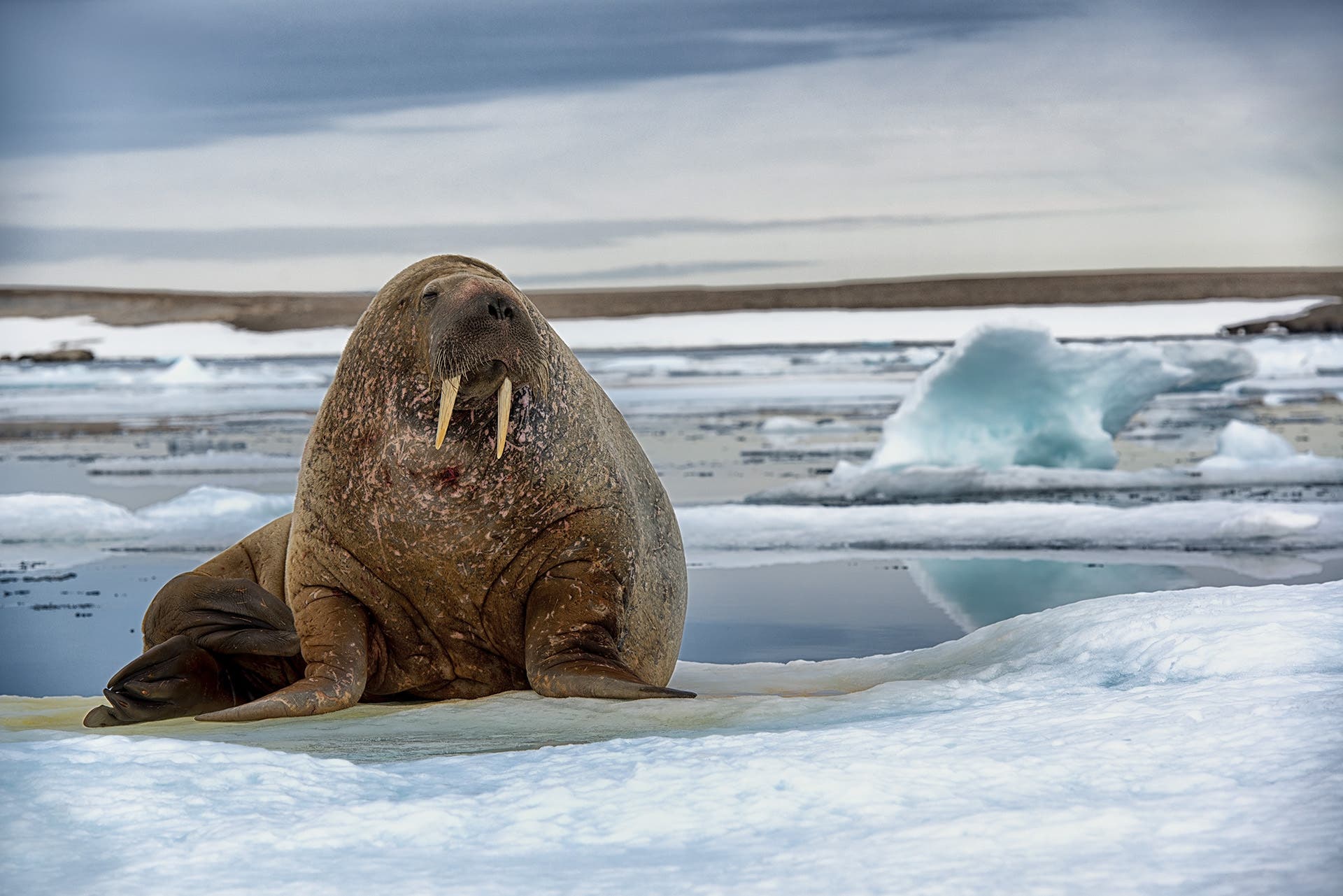 McLennan_Spitsbergen_Walrus