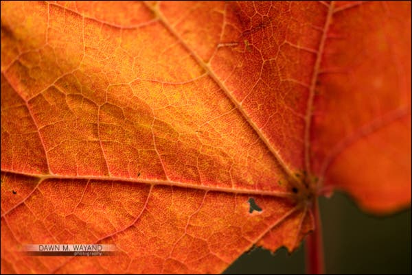 04-macro