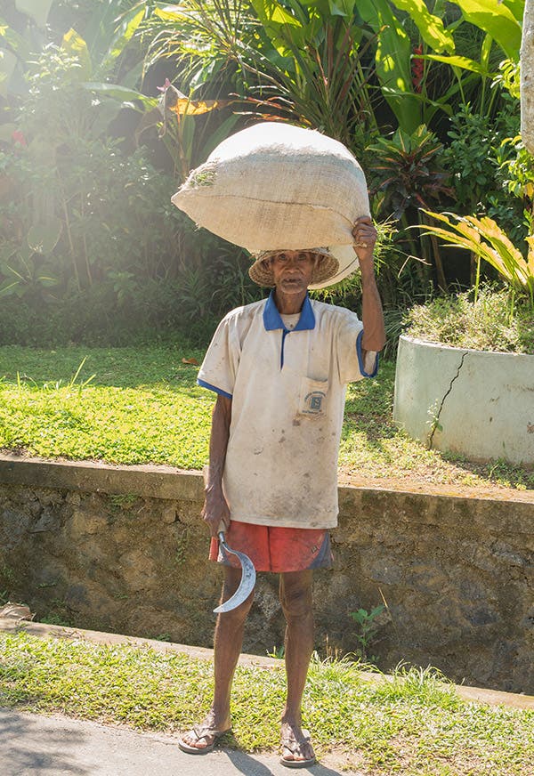 malaysia-07-2016-rice-farmer