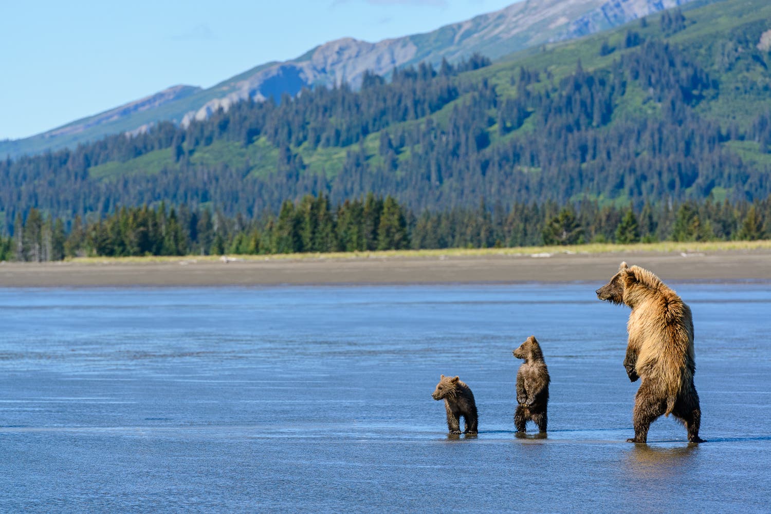 Image result for image grizzlies alaska beach