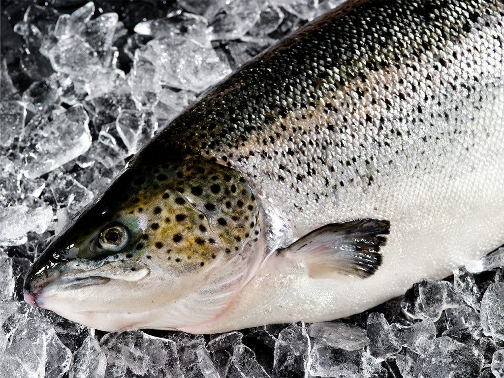 how to become a food photographer, Fish by bill brady