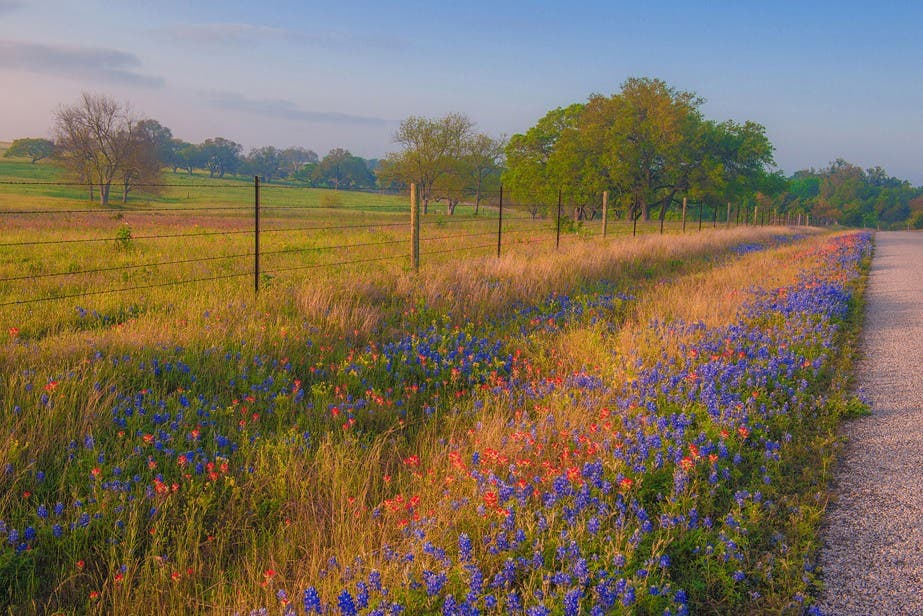 Wild About Wildflowers - Adorama