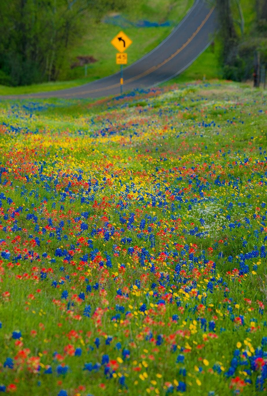 Wild About Wildflowers - Adorama