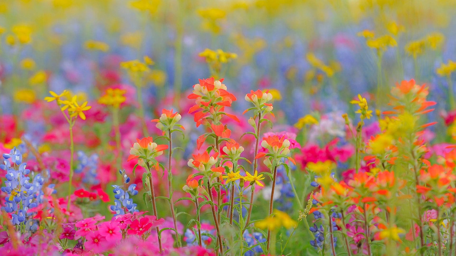 Spring Wild Flowers Pictures Spring Wild Flowers Pictures