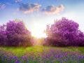 lilac trees and flowers in a field