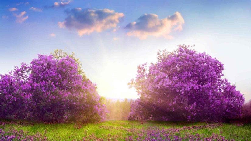 lilac trees and flowers in a field