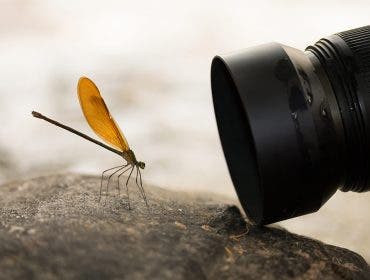 macro photography with a macro lens and butterfly