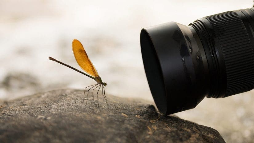 macro photography with a macro lens and butterfly