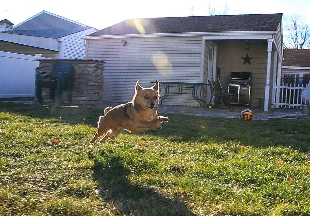 4k video frame grab. dog jumping in yard, photo by mike nelson