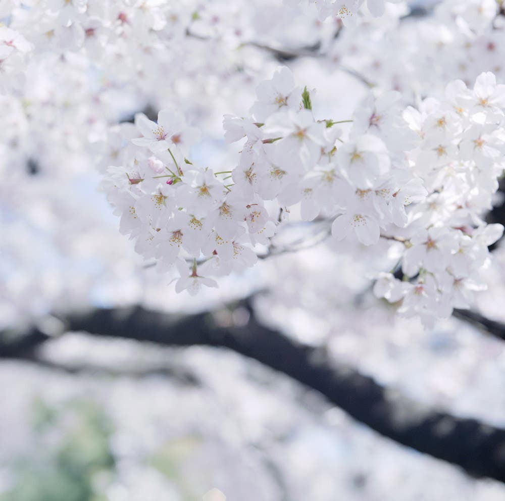 flowers shot with a medium-format camera