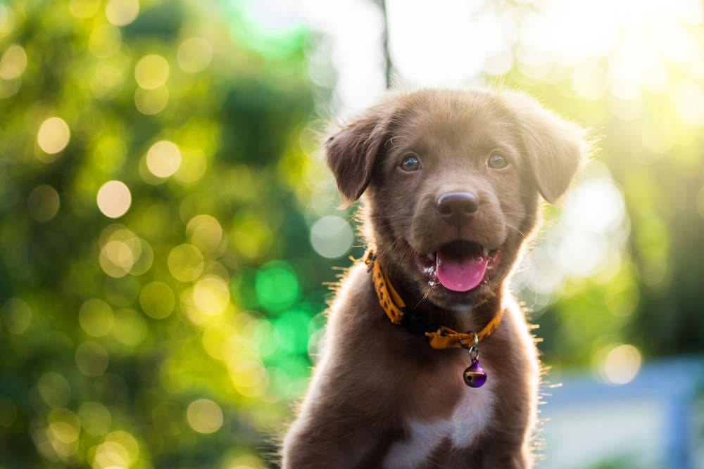 dog portrait with bokeh background