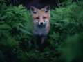 fox portrait in forest wildlife photography