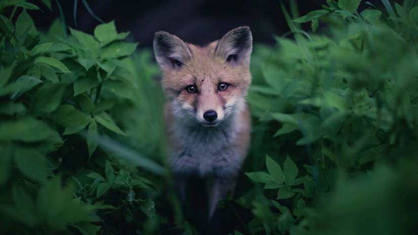 fox portrait in forest wildlife photography