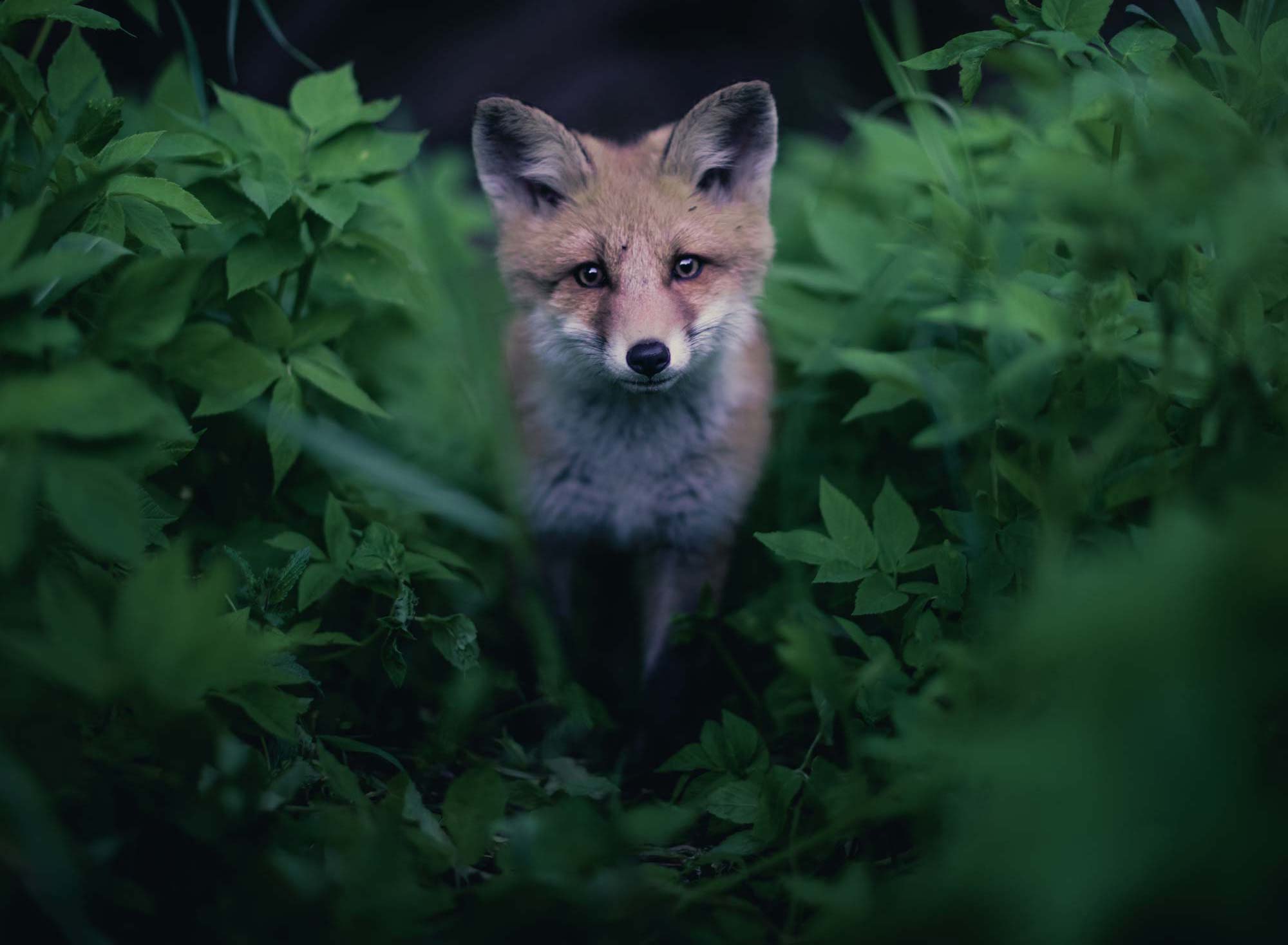 fox portrait in forest wildlife photography