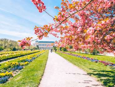 cherry blossom tree nature photography