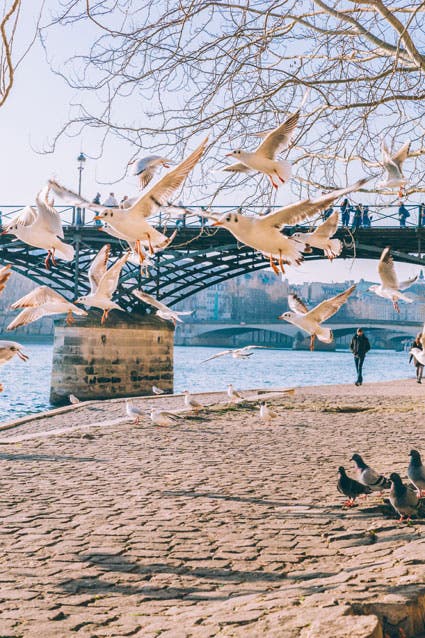 birds street photography