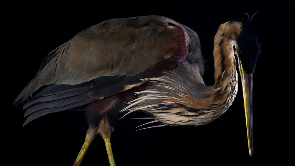 bird medium format photography