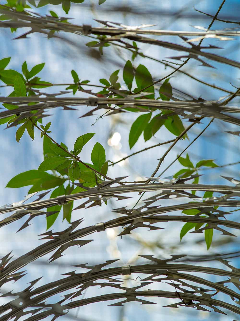 leaves and barbed wire medium format photography
